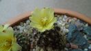 Frailea buenekeri