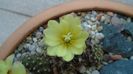 Frailea buenekeri