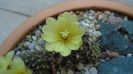 Frailea buenekeri
