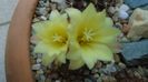 Frailea  pulcherrima (Frailea pygmaea)