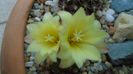 Frailea  pulcherrima (Frailea pygmaea)