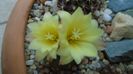 Frailea  pulcherrima (Frailea pygmaea)