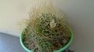 Mammillaria decipiens ssp. camptotricha