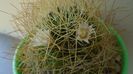 Mammillaria decipiens ssp. camptotricha