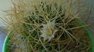 Mammillaria decipiens ssp. camptotricha