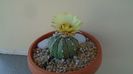 Astrophytum asterias hb.