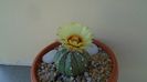 Astrophytum asterias hb.
