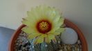 Astrophytum asterias hb.