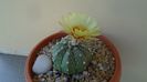 Astrophytum asterias hb.