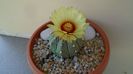 Astrophytum asterias hb.