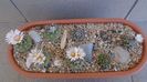 Grup de 8 Turbinicarpus