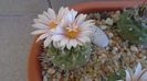 Turbinicarpus hb.