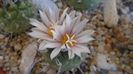 Turbinicarpus hb.