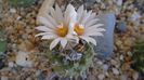 Turbinicarpus hb.