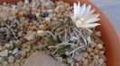 Turbinicarpus klinkerianus