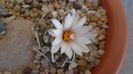 Turbinicarpus klinkerianus