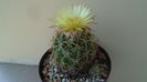 Coryphantha elephantidens