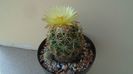 Coryphantha elephantidens