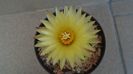 Coryphantha elephantidens