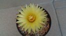 Coryphantha elephantidens