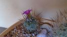 Turbinicarpus viereckii