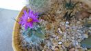 Turbinicarpus viereckii