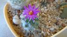 Turbinicarpus viereckii