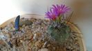 Turbinicarpus viereckii
