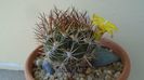 Weingartia lanata (Rebutia neocumingii)
