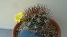 Weingartia lanata (Rebutia neocumingii)