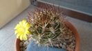 Weingartia lanata (Rebutia neocumingii)