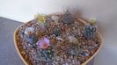 Grup de 7 Turbinicarpus