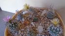 Grup de 7 Turbinicarpus