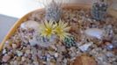 Turbinicarpus krainzianus v. minimus