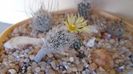 Turbinicarpus krainzianus v. minimus