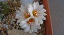 Turbinicarpus hb.