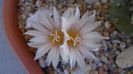 Turbinicarpus hb.