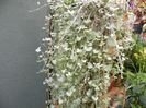 dichondra silver falls