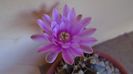 Gymnocalycium friedrichii