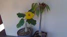 Uncarina  roeoesliana & Pseudobombax ellipticum