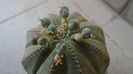 Euphorbia obesa, fructe