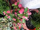 20200902_073133[1]