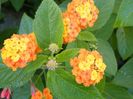 orange pur