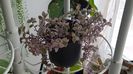 Calissia repens