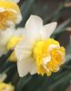 narcissus Wave