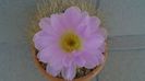 Acanthocalycium spiniflorum