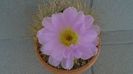 Acanthocalycium spiniflorum