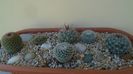 Grup de 8 Mammillaria