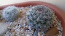 Mammillaria sp.