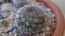 Mammillaria sp.
